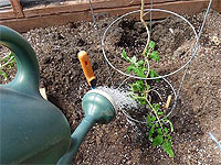 Quand et comment planter les tomates ? - Gestes à faire pour bien planter ses tomates au potager - Trucs de culture de la tomate