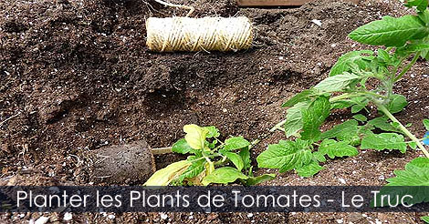 Truc pour planter les plants de tomates - Planter les tomatiers - Culture de la tomate au potager - Fournisseurs tomates