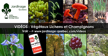 Plantes lichens et champignons