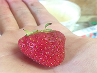 Fraises du Québec