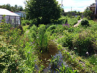 Plantes pour bassin - Achat de plantes pour bassins - Plantes immergées bassins - Plantes flottantes bassins