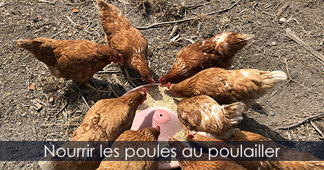 Comment nourrir les poules