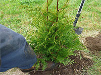 Préparation du mélange de terre pour planter une haie de cèdres - Étapes de plantation de cèdres à haie