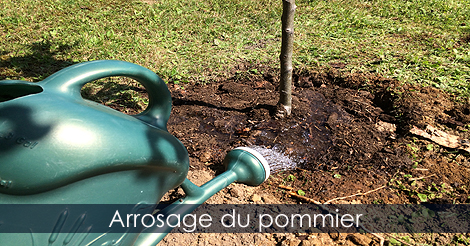 Arroser un pommier