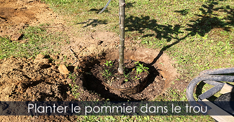Planter un pommier