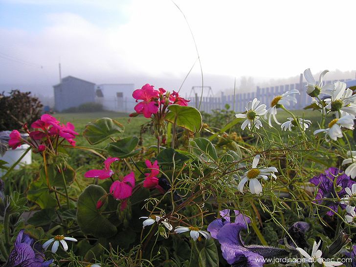 Fleurs annuelles - Photos Jardin Le Jardin des Patriotes - Pascal Tremblay La Baie Québec