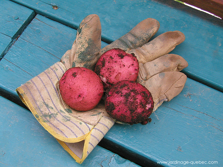 Récolte de patates - Photos Jardin Le Jardin des Patriotes - Pascal Tremblay La Baie Québec