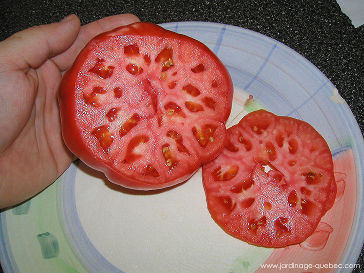 Tomate de Jardin - Photos Jardin Le Jardin des Patriotes - Pascal Tremblay La Baie Québec