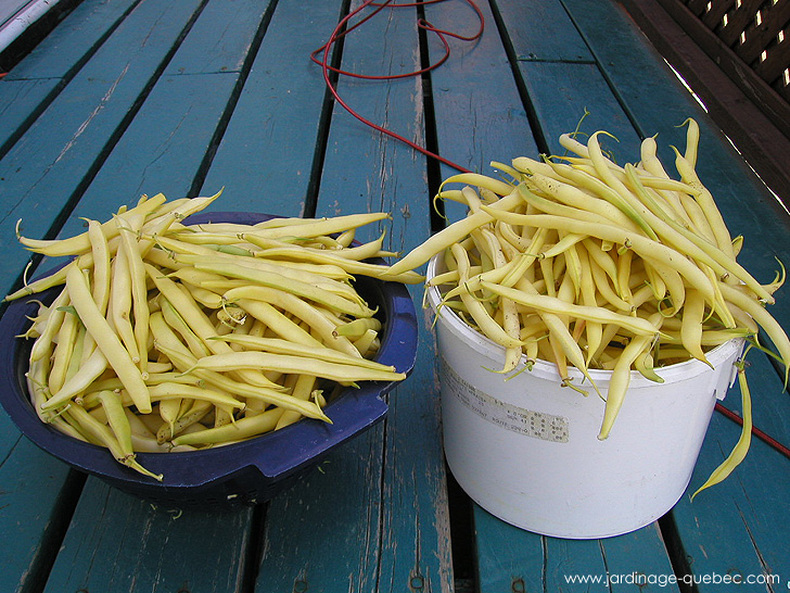 Fèves jaunes - Photos Jardin Le Jardin des Patriotes - Pascal Tremblay La Baie Québec
