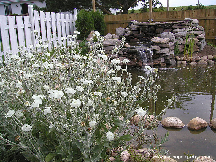 Lychnis Coronaria au bassin - Photos Jardin Le Jardin des Patriotes - Pascal Tremblay La Baie Québec