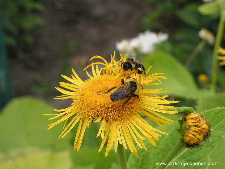 Bourdon sur une Telekia Speciosa - Photos Jardin Le Jardin des Patriotes - Pascal Tremblay La Baie Québec