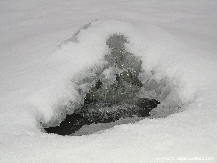 Bassin à Poissons - Photos Jardin Le Jardin des Patriotes - Pascal Tremblay La Baie Québec