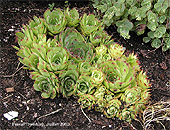 Sempervivum - Plantes grasses ou Succulentes du Qubec