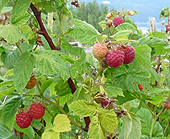 Framboisiers - Framboises du Qubec - Arbustes fruitiers