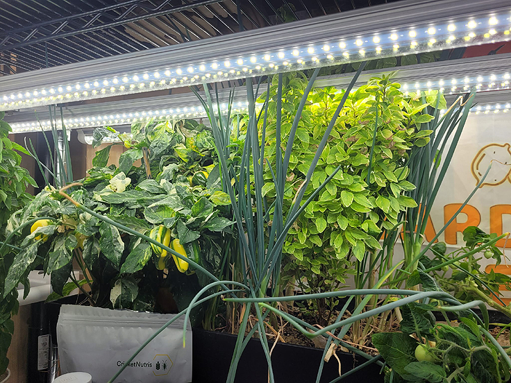 Lampes de culture