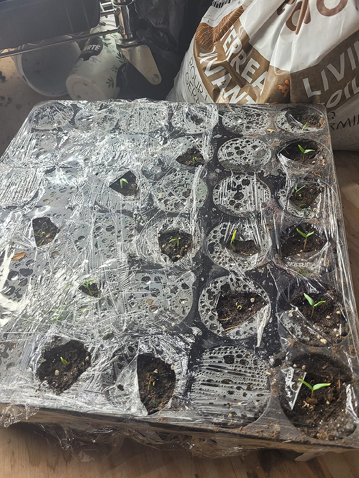Humidité et germination