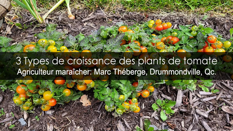 Tomates les types de croissance - Déterminée indéterminée et semi-déterminée