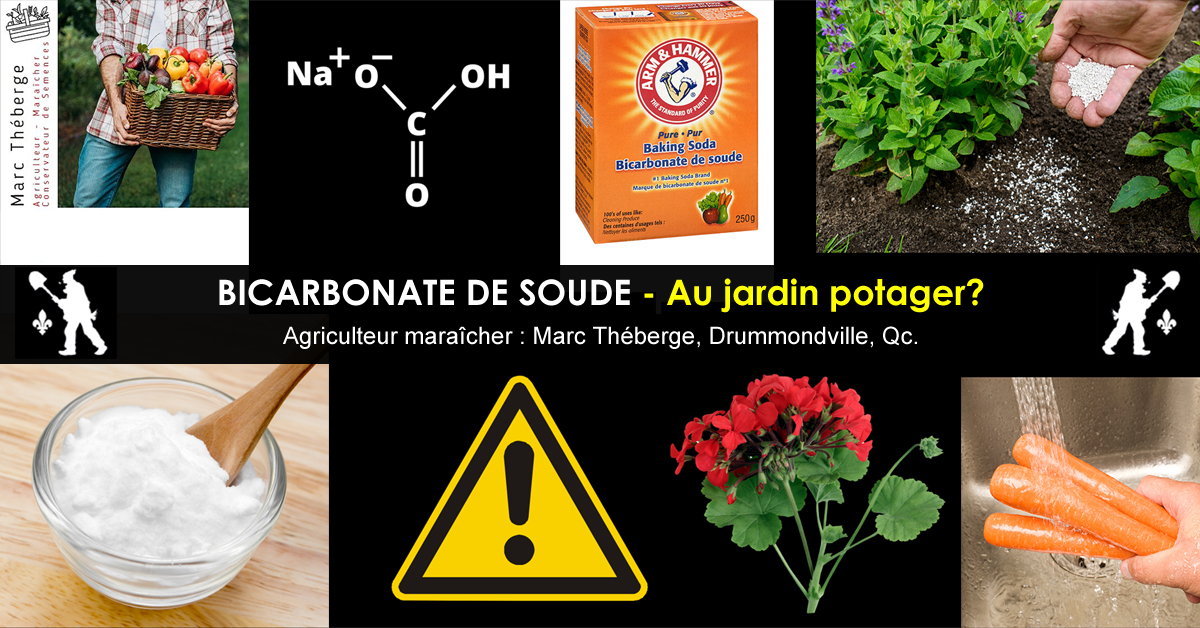 Bicarbonate de soude au jardin potager