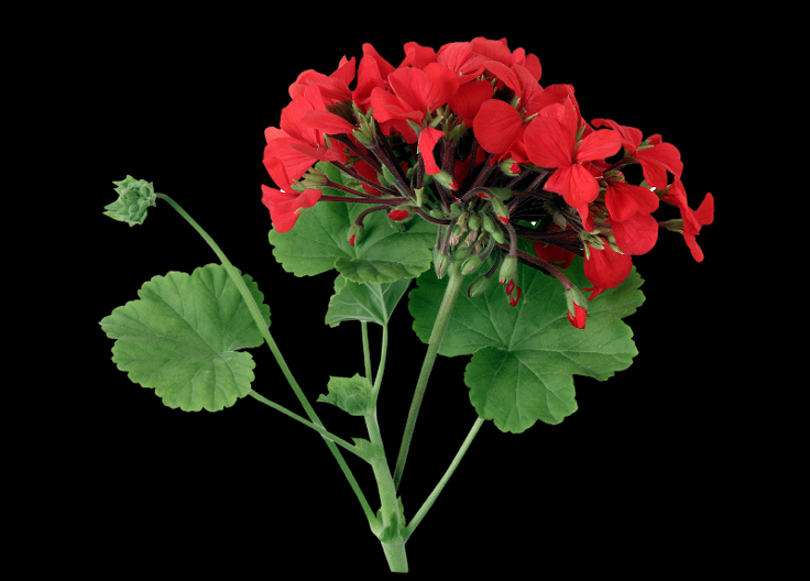 Bicarbonate de soude et effet sur la floraison