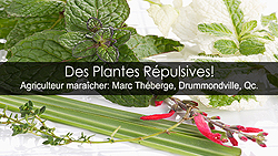 Plantes répulsives - Un atout pour jardiner