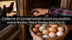 Conserver les œufs de poule avant incubation