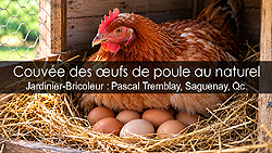 Incubation des oeufs de poules - Couvaison au naturel