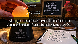 Mirage des œufs avant incubation : guide complet