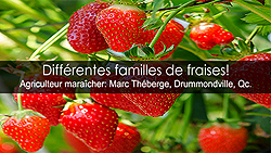 Fraises - La Fraise et ses différentes familles