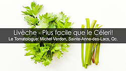 Livèche - Une plante vivace sosie du céleri