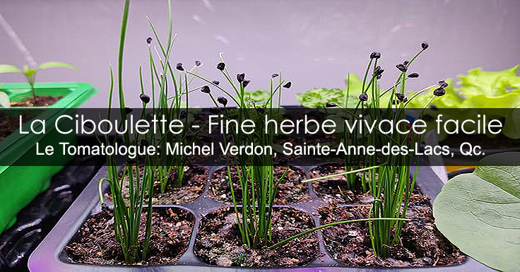 Ciboulette