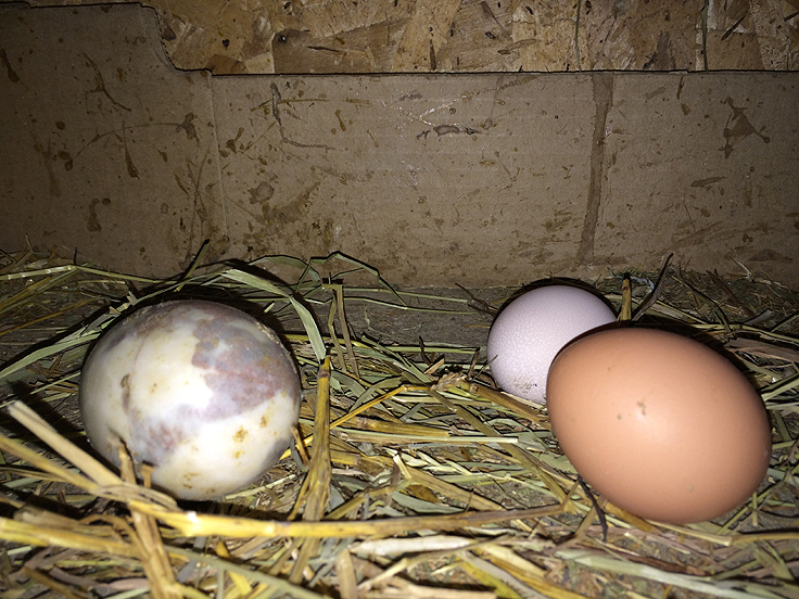 Oeufs de poule à collecter au poulailler et faux oeuf pour éviter le picorage