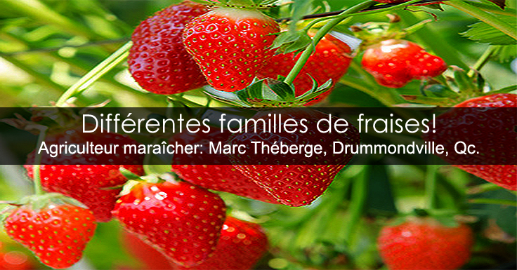 Variétés de fraises