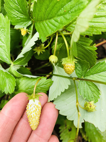 Fraise alpine Yellow Wonder