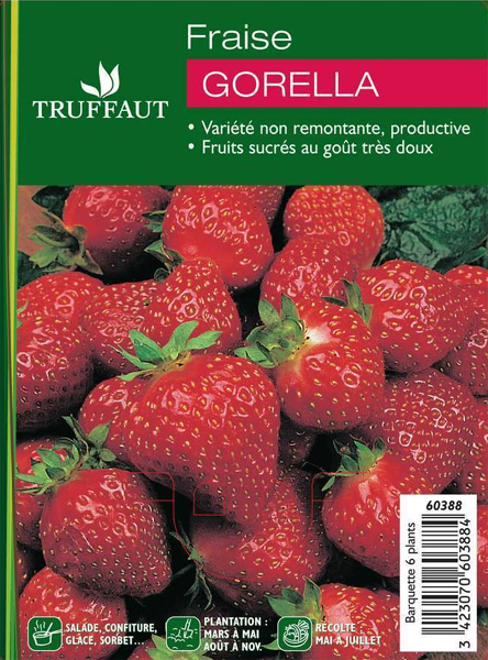 Fraise Gorella