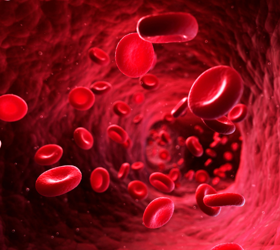 Le sang animal utilisé comme engrais organique