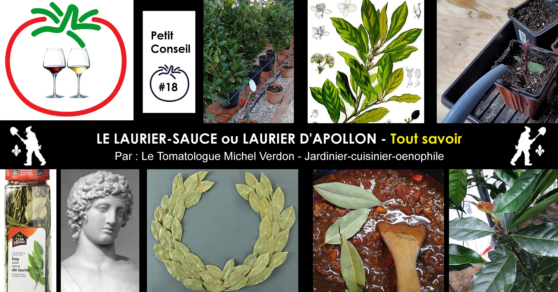 Le laurier-sauce : de la plantation de l'arbuste à la récolte des  feuilles, Leaderplant - Arbustes : Plantation, Conseils Culture