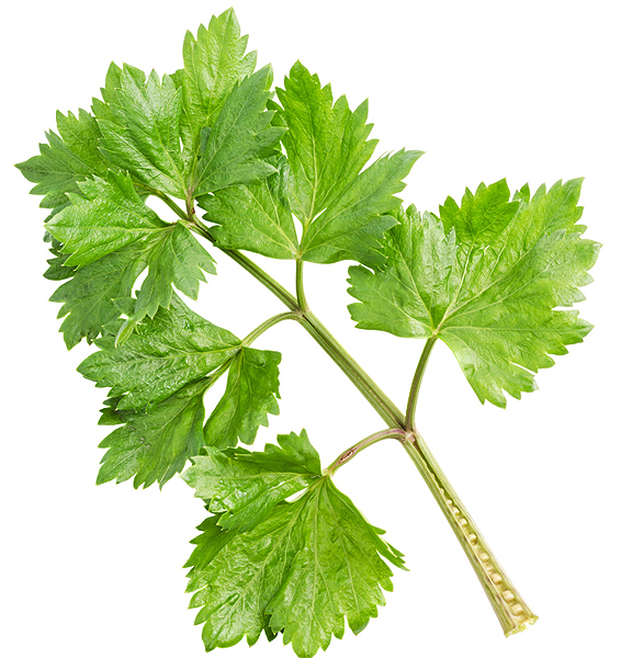 Feuille de Livèche qui resemble à celle du Céleri