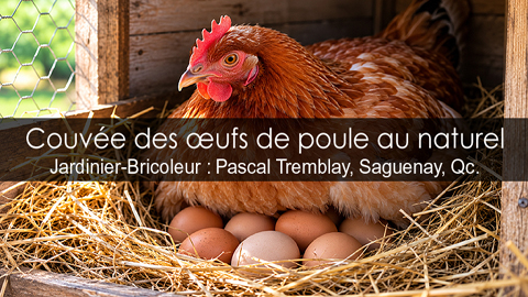 Couvée des œufs de poule au naturel