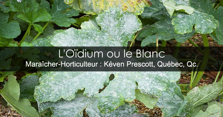 Oïdium ou blanc