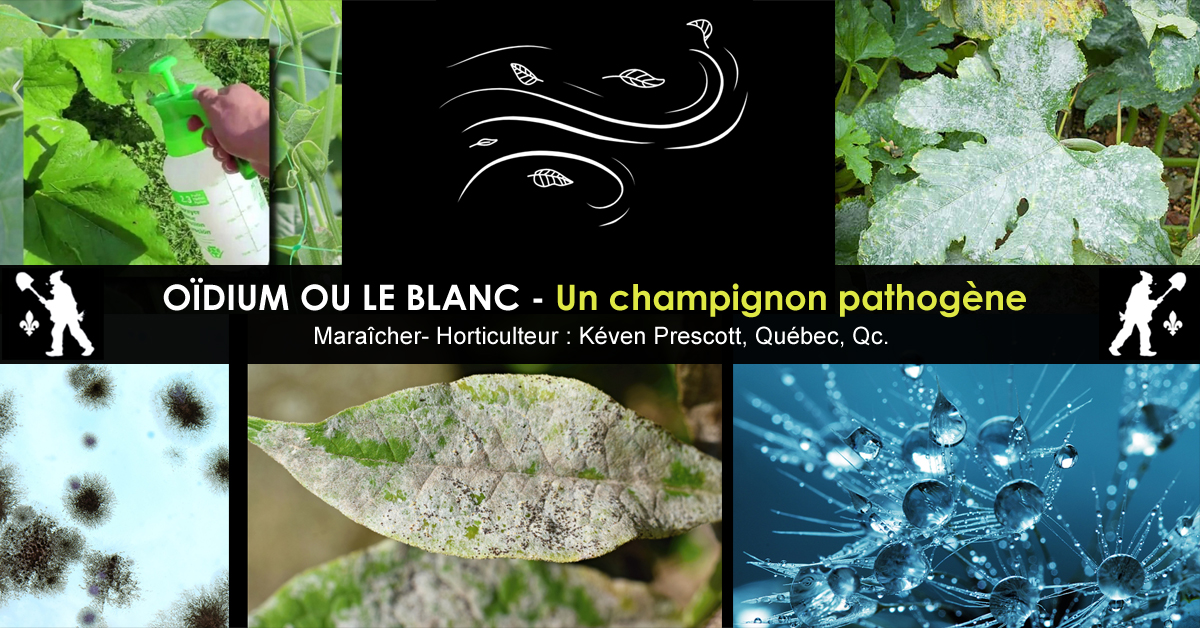 Oïdium