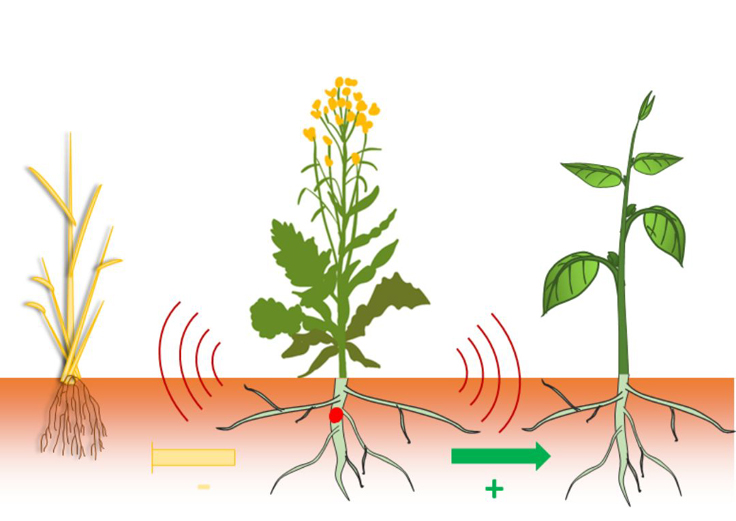 Plantes allélopathiques
