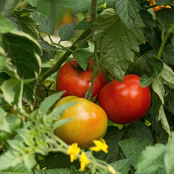Les racines de tomates produisent des substances qui peuvent inhiber la croissance de certaines plantes voisines