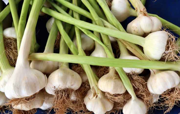 L'ail libère des composés sulfurés qui peuvent empêcher la croissance de certaines mauvaises herbes