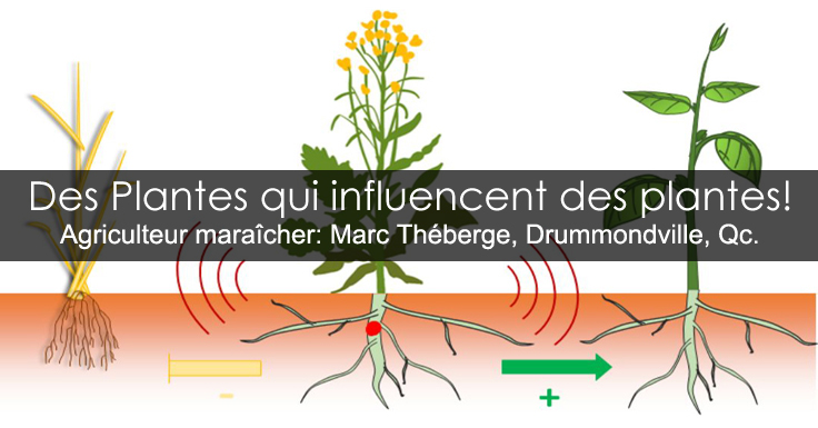 Plantes potagères allélopathiques