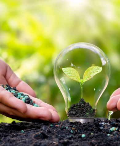 Engrais le purin de peau de banane?