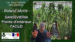 Sansevieria - La Sansevière une plante facile