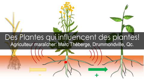 Plantes potagères allélopathiques