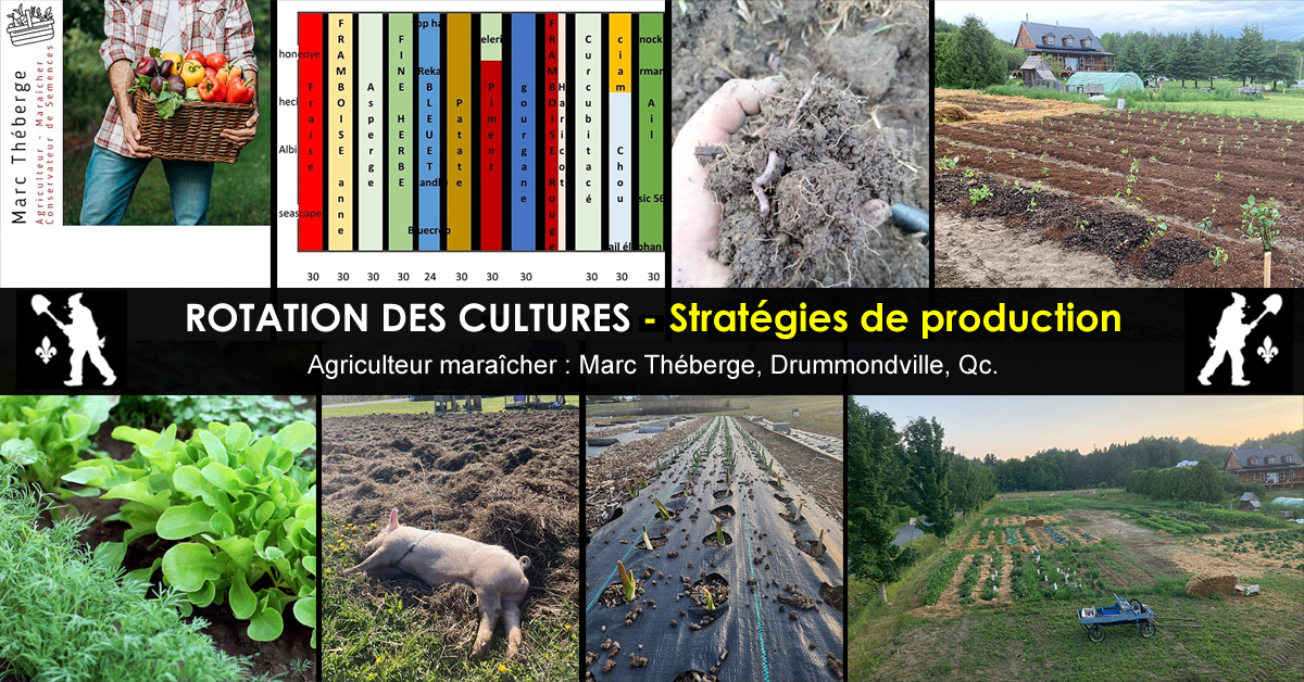 Rotation des cultures : Techniques efficaces pour un sol sain et des récoltes abondantes