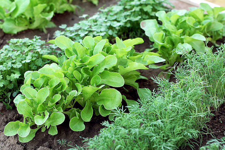 Rotation des cultures