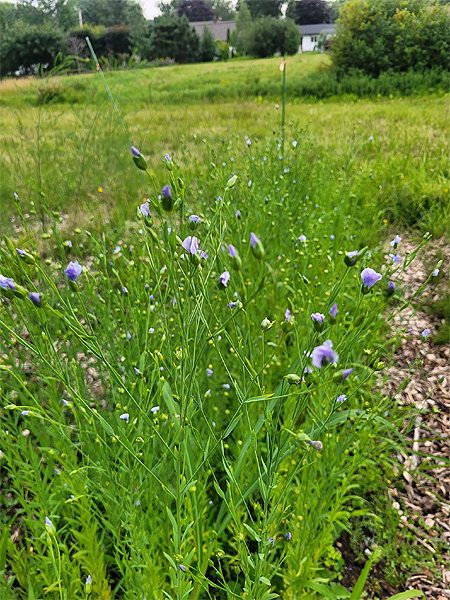 Rotation des cultures - Le lin